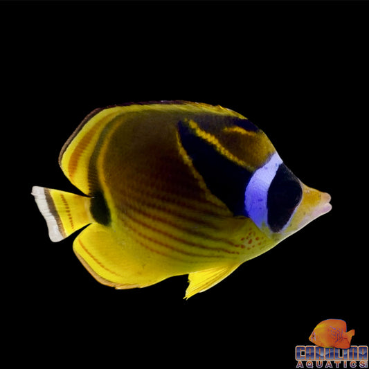 Butterfly - Raccoon Lg