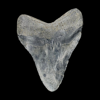 Megalodon Tooth