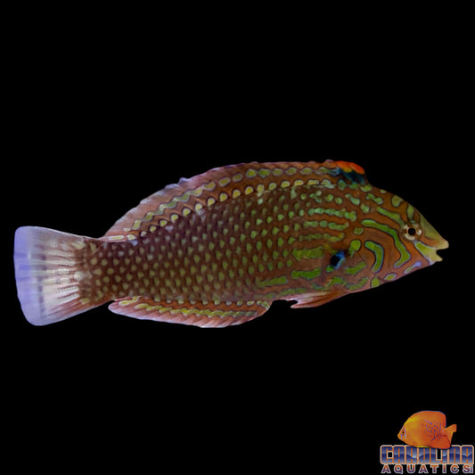 Wrasse - Ornate