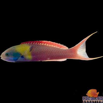 Wrasse - Paddlefin