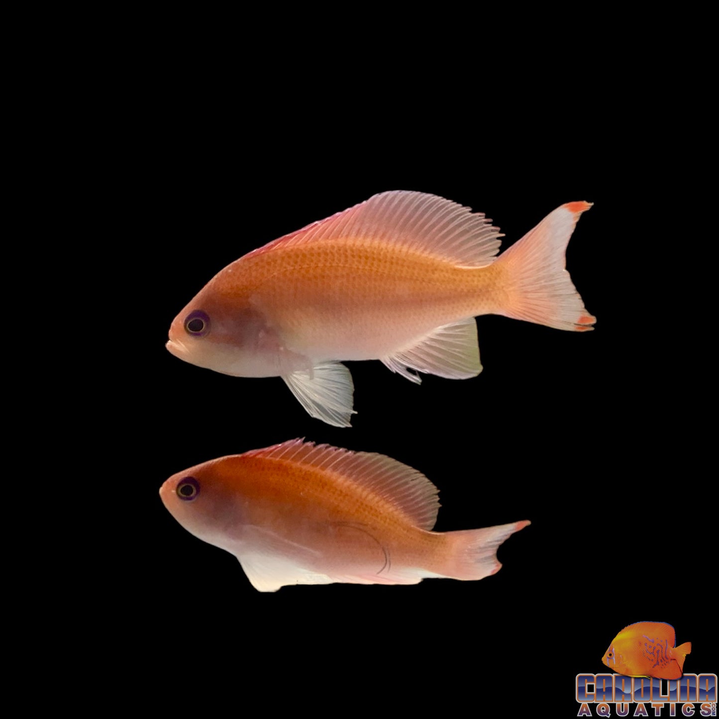 Anthias - Stocky