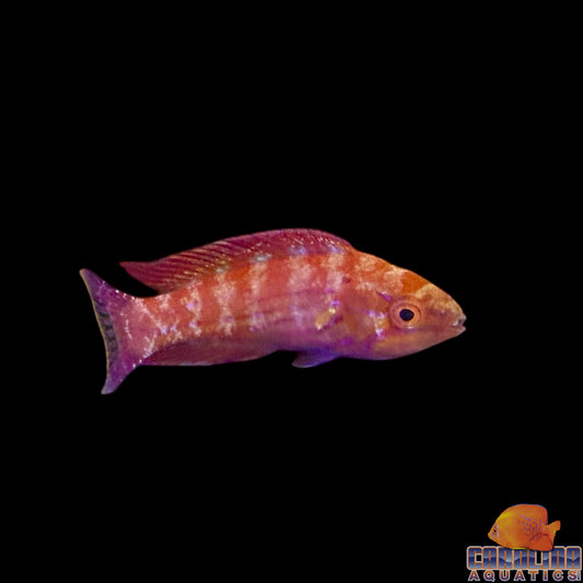 Wrasse - Royal Flasher