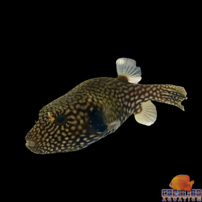 Puffer - Dogface Mappa