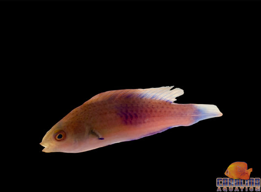 Wrasse - Fairy Blue Side