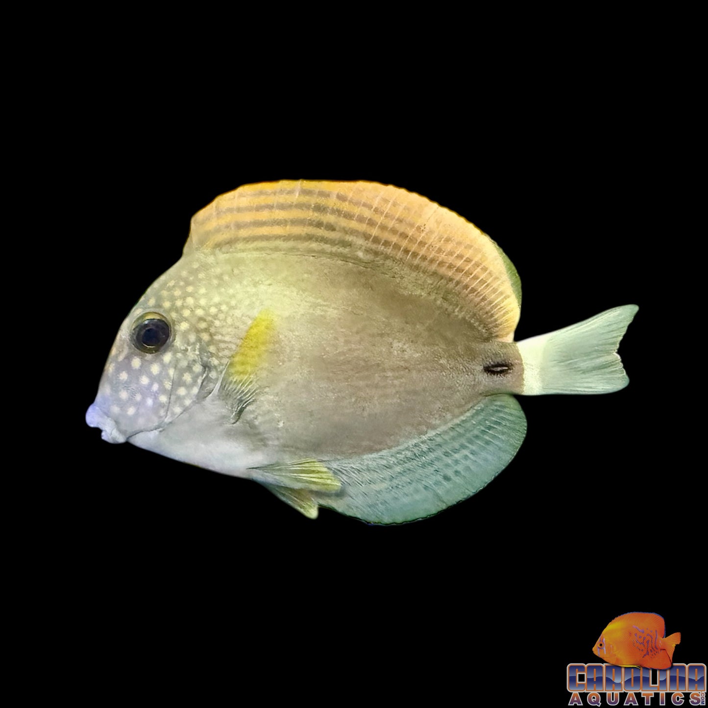 Tang - Maculiceps Lg