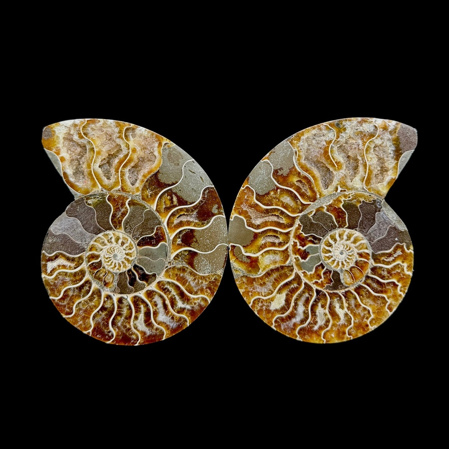 Ammonite Set