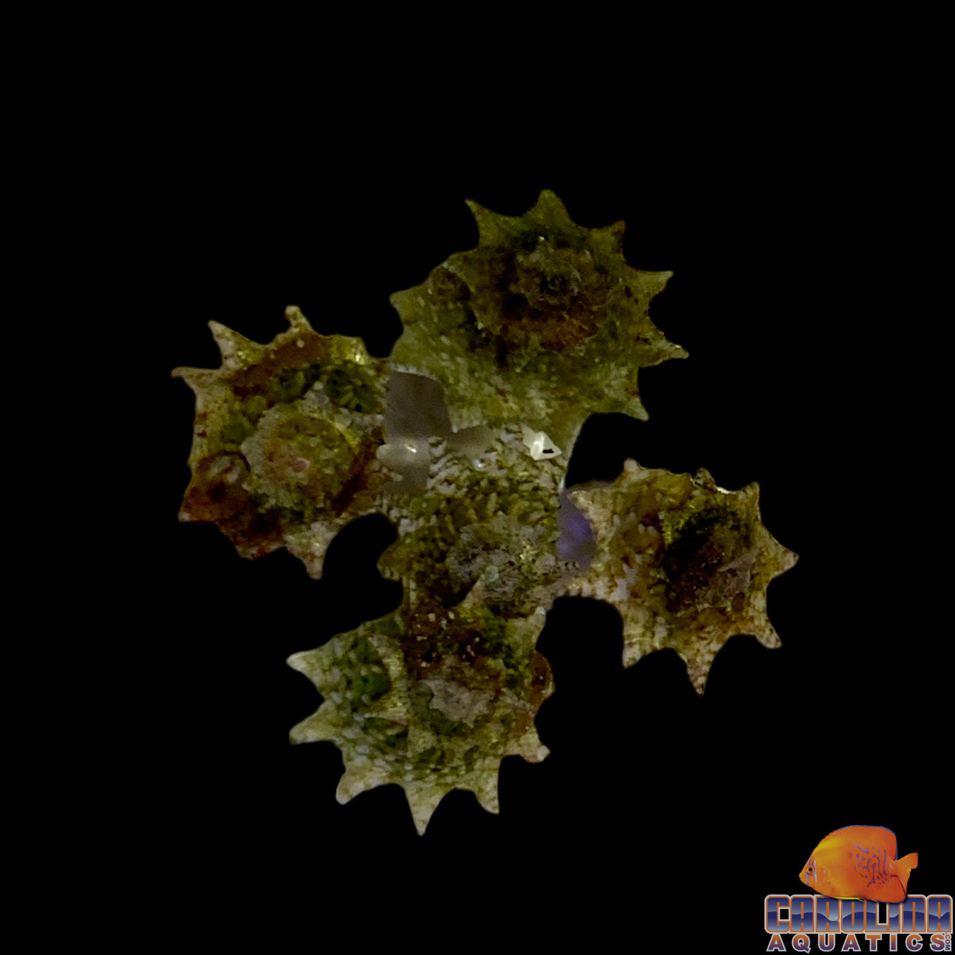 Snail - Astrea Ninja Star