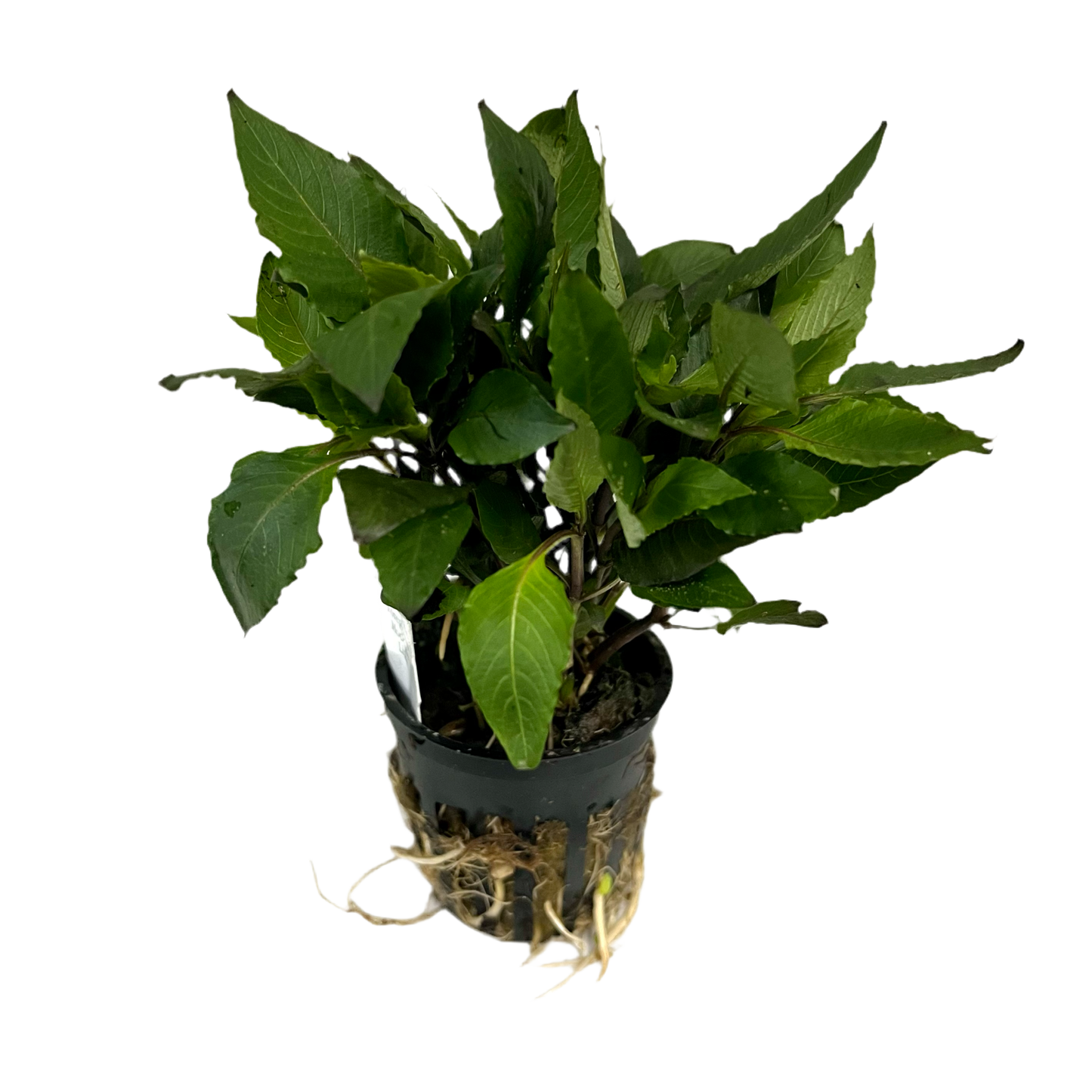 Hygrophila Compact Potted