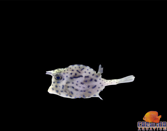 Cowfish - Scrawled Md