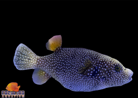 Puffer - Dogface Meleagris