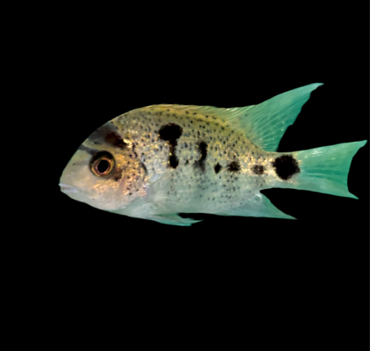Cichlid - Silver Argentea 2.5