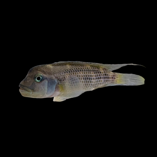 Cichlid - Buffalo Head Dwarf
