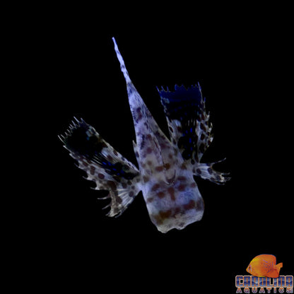 Flying Gurnard Oriental