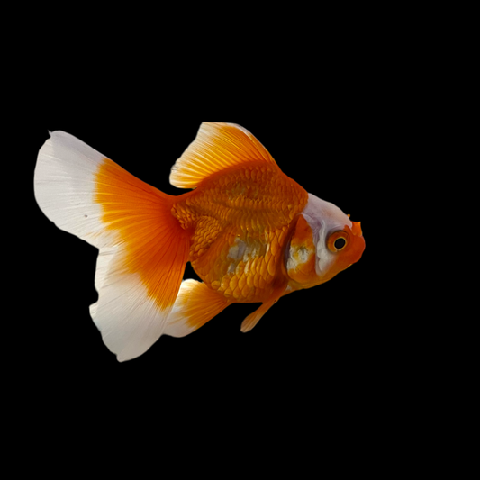 Goldfish - Oranda Thai Pleated Tail Imported 4.5-5.5in A Grade