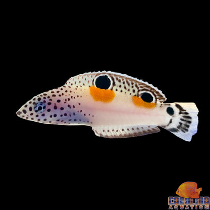 Wrasse - Coris Twinspot