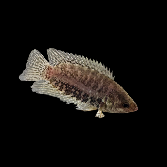 Misc - Ctenopoma Congo Med