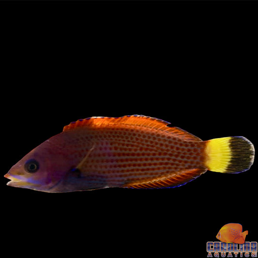 Wrasse - Chiseltooth Adult