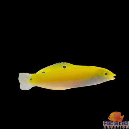Wrasse - Coris Yellow (Indian)