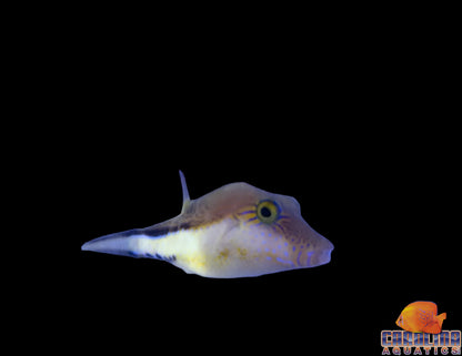 Puffer - Sharpnose Atlantic