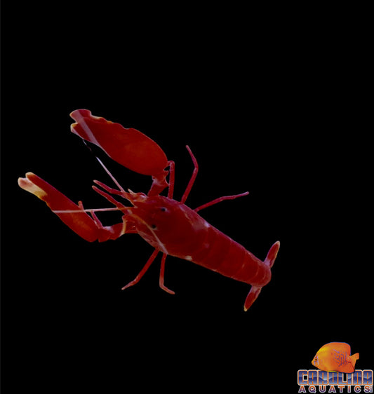 Shrimp - Pistol Red Lg