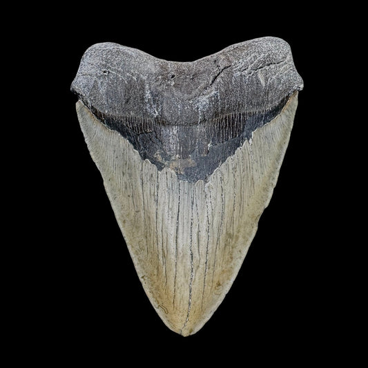 Megalodon Tooth