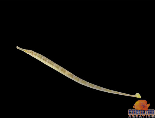 Pipefish - Gulf