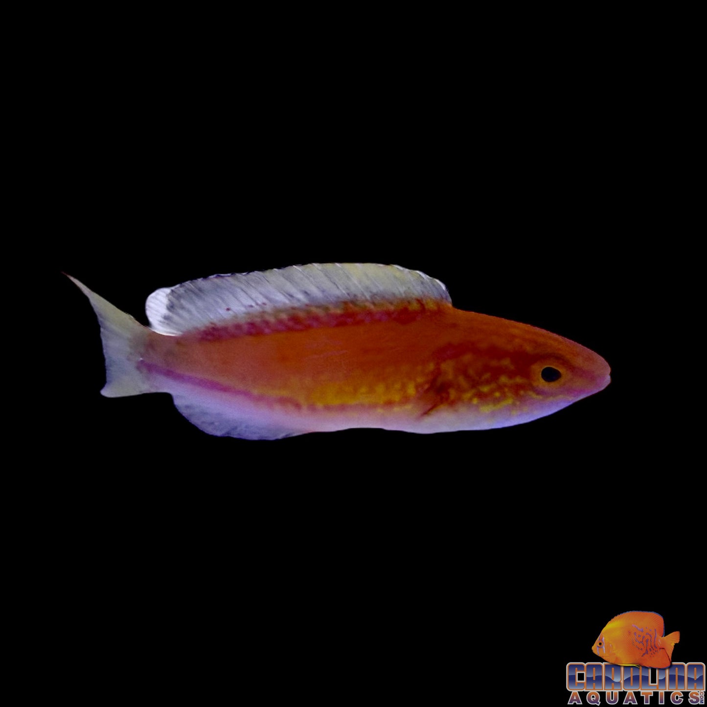 Wrasse - Fairy Crescent Tail