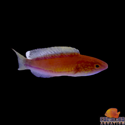 Wrasse - Fairy Crescent Tail
