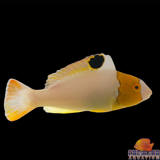 Parrotfish - Bicolor Md