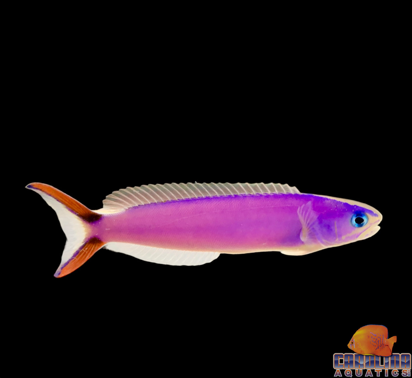 Tilefish - Purple