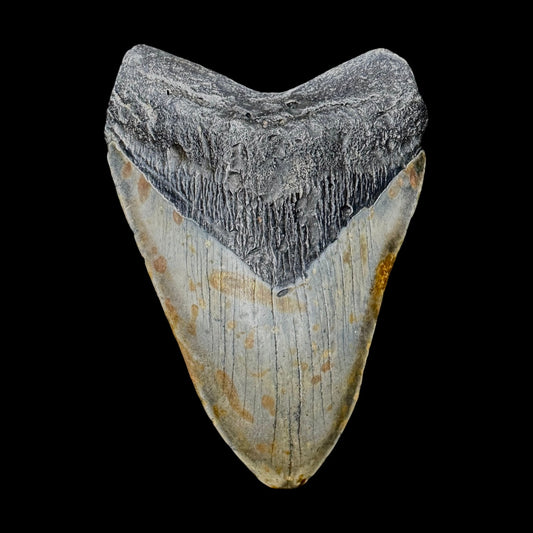 Megalodon Tooth