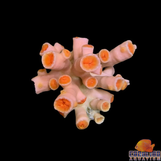 Australian - Dendrophyllia Sun Polyp