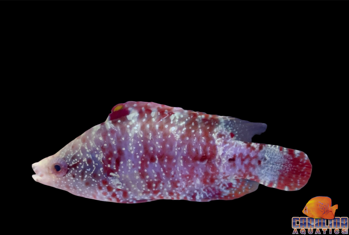 Wrasse - Red Long Jaw