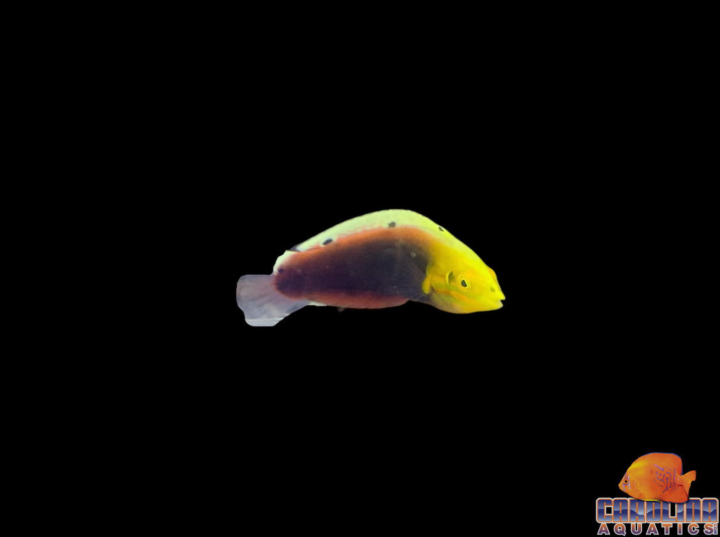Wrasse - Radiant