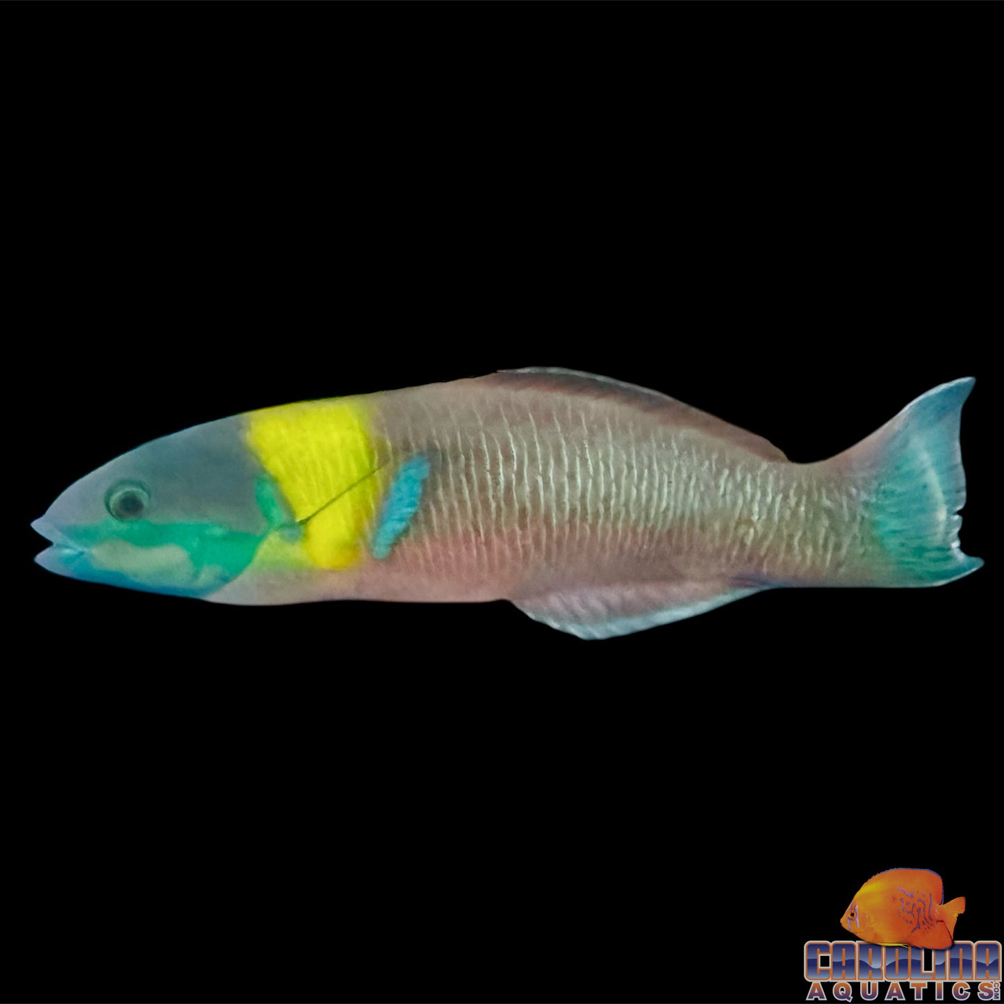 Wrasse - Rainbow Cortez Male