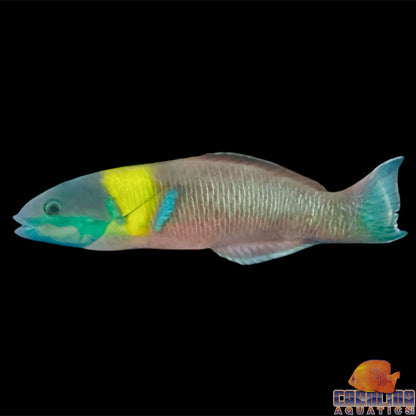 Wrasse - Rainbow Cortez Male