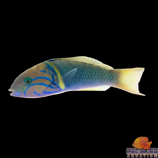 Wrasse - Goldbar