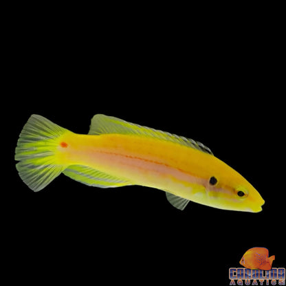 Hogfish - Twinspot Sm