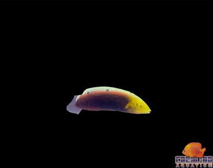 Wrasse - Radiant