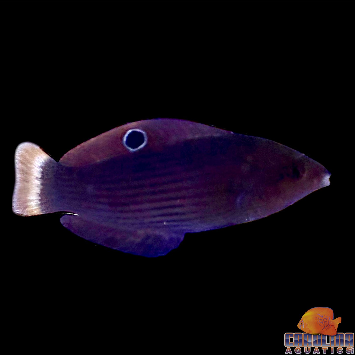 Wrasse - Dusky