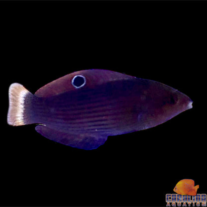 Wrasse - Dusky