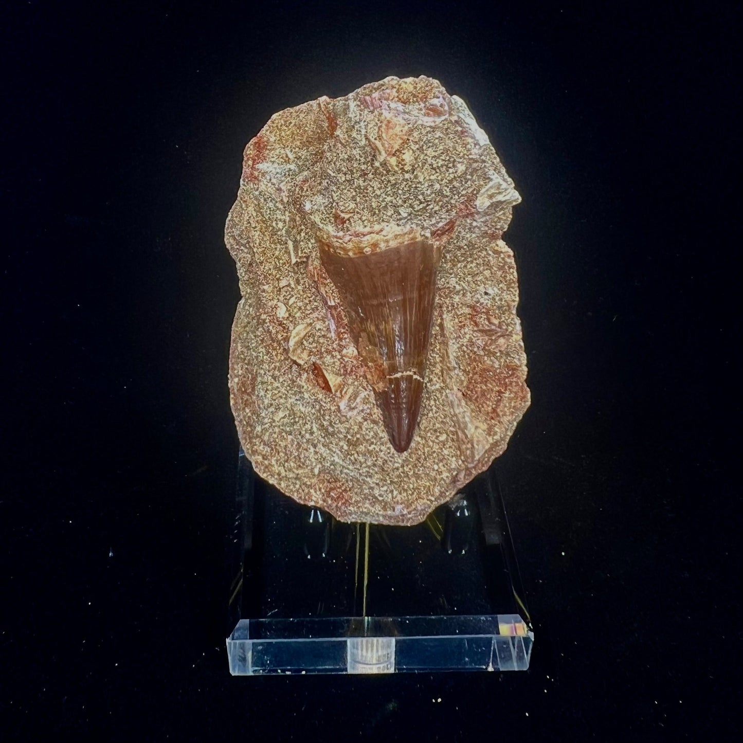 Mosasaur Tooth Fossil in Matrix