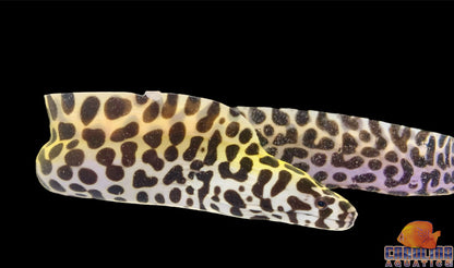 Eel - Tessalata Md/Lg
