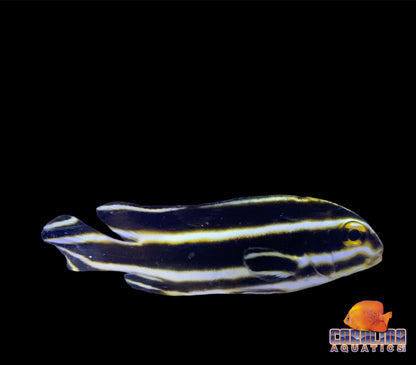 Sweetlips - Striped