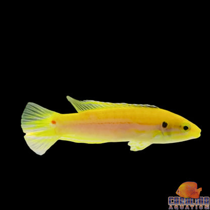 Hogfish - Twinspot Sm