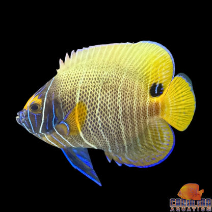 Angel - Blueface Changing