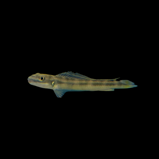 Cichlid - Goby Wonderi Med