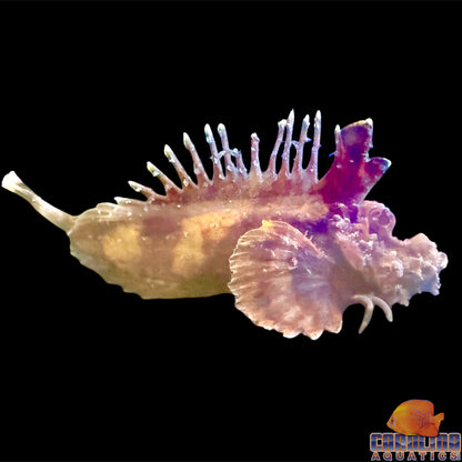 Scorpionfish - Demon Stinger