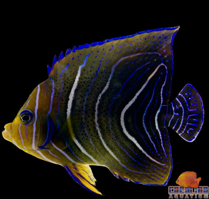 Angel - Koran Changing