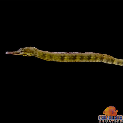 Pipefish - Dragonface